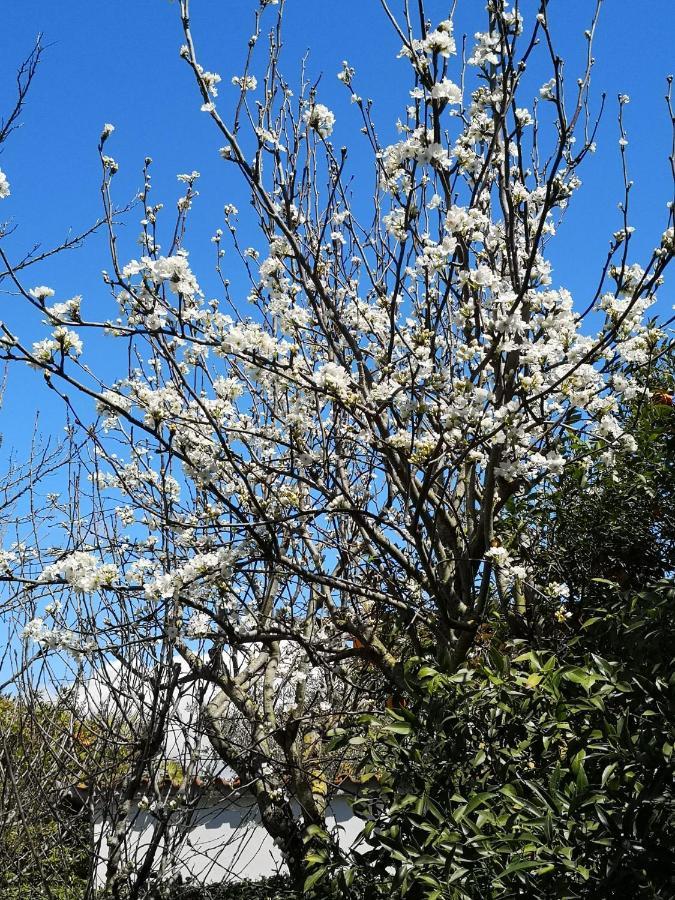 Appartamento In Villa Con Giardino Vicino Al Mare Bella Farnia Exterior foto